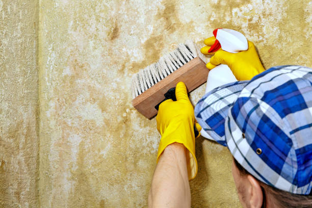 Best Biohazard Mold Removal  in Hurstbourne, KY